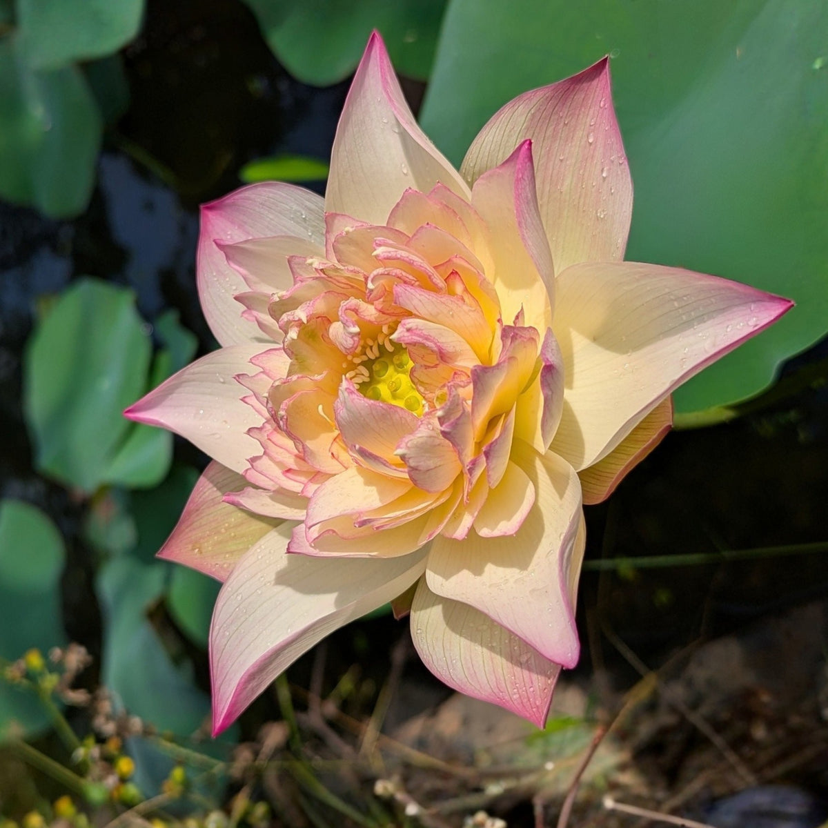 5+ Rare Seeds - Delicate & Pretty Lotus Seeds, Edible Seeds & Roots