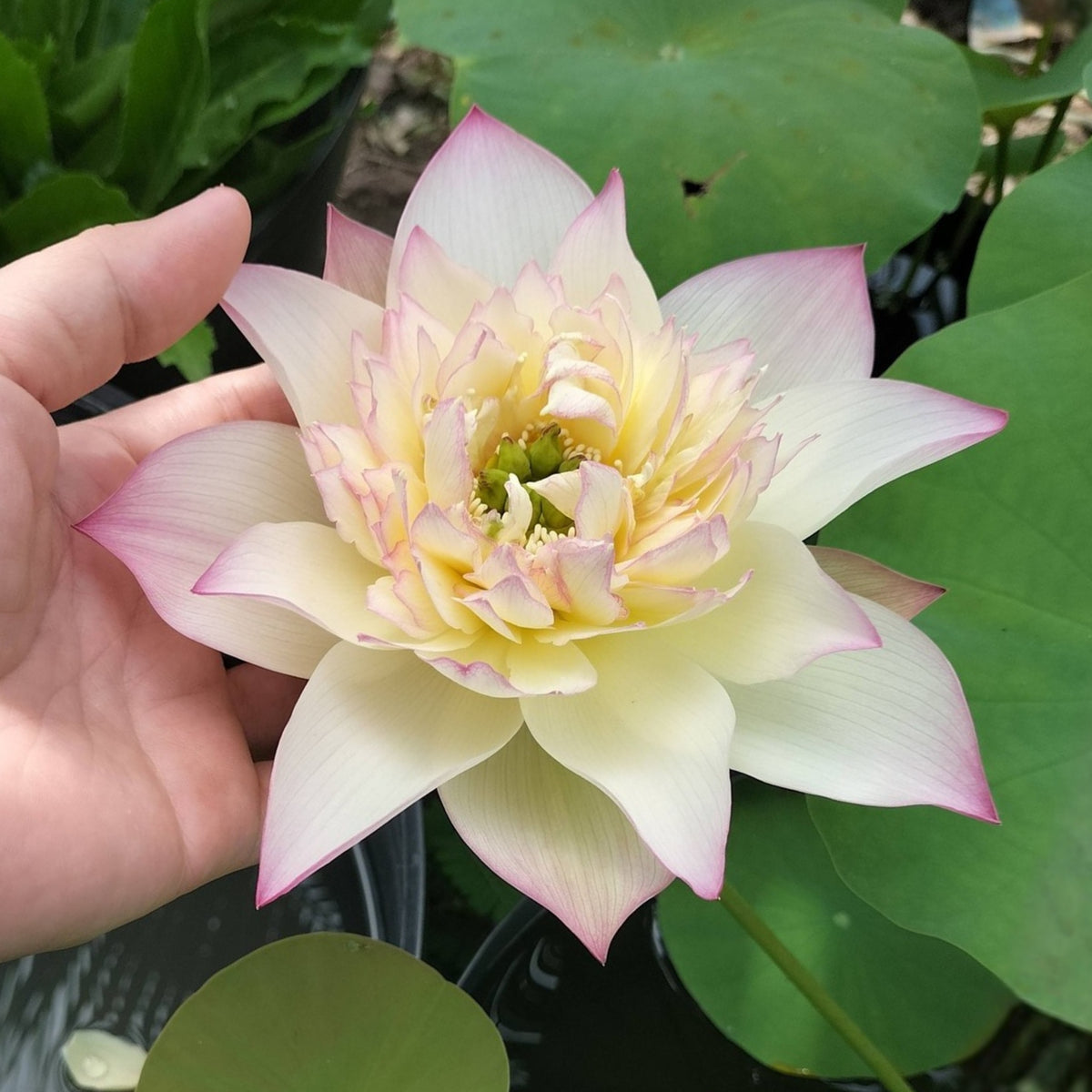 5+ Rare Seeds - Delicate & Pretty Lotus Seeds, Edible Seeds & Roots