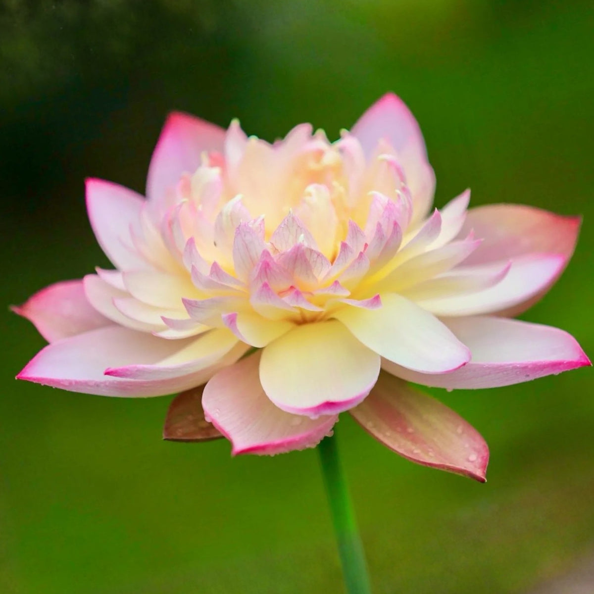 5+ Rare Seeds - Delicate & Pretty Lotus Seeds, Edible Seeds & Roots