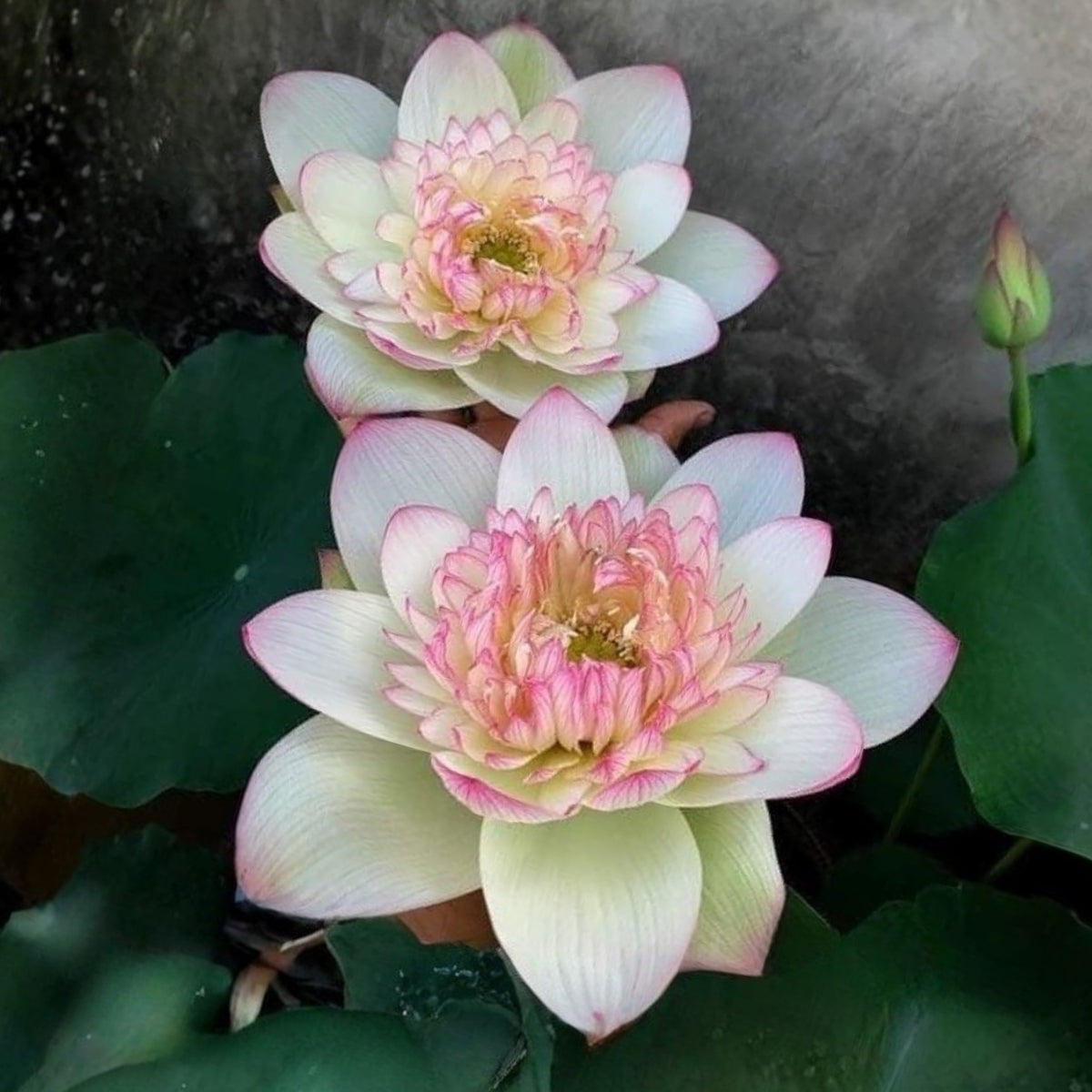 5+ Rare Seeds - Delicate & Pretty Lotus Seeds, Edible Seeds & Roots