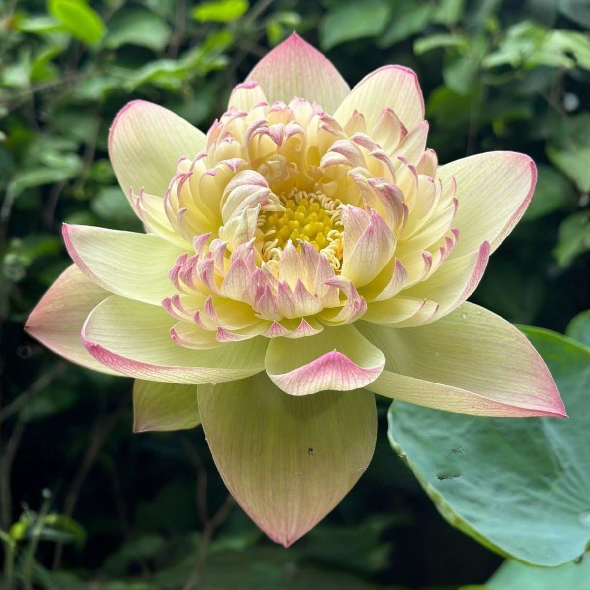 5+ Rare Seeds - Delicate & Pretty Lotus Seeds, Edible Seeds & Roots