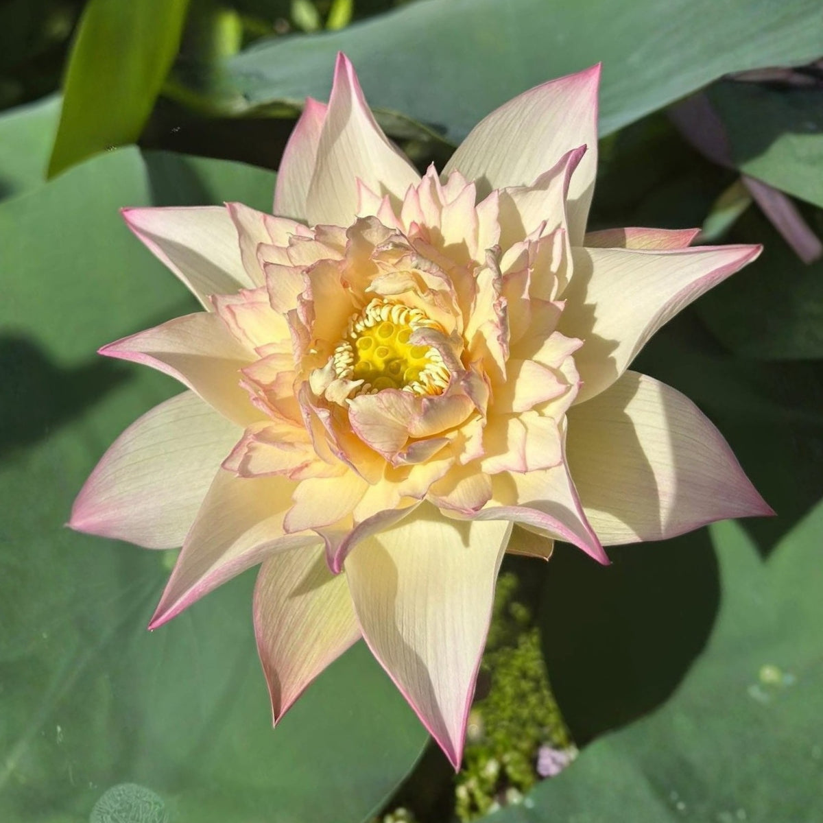 5+ Rare Seeds - Delicate & Pretty Lotus Seeds, Edible Seeds & Roots