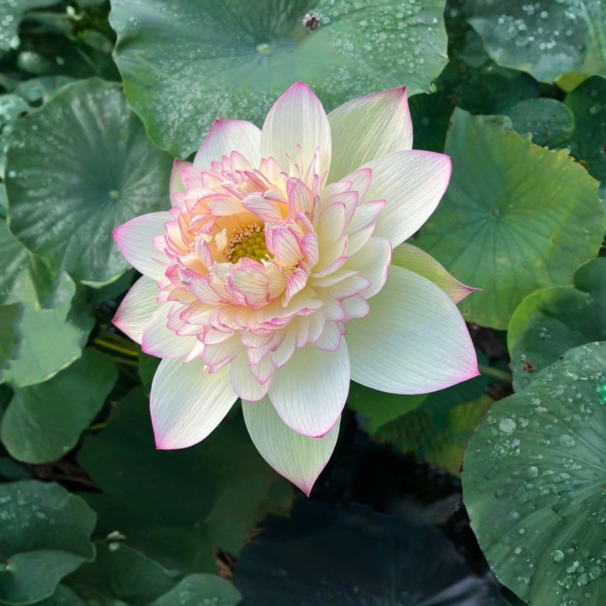 5+ Rare Seeds - Delicate & Pretty Lotus Seeds, Edible Seeds & Roots