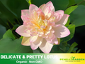 5+ Rare Seeds| Delicate & Pretty Lotus Seeds - Indian Lotus (Nelumbo nucifera) Seeds– Indian Lotus (Nelumbo nucifera), Sacred Aquatic Perennial with Fragrant Flowers, Edible Seeds & Roots, Ornamental Pond & Container Plant #Q013