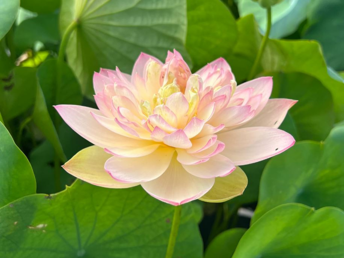 5+ Rare Seeds| Delicate & Pretty Lotus Seeds - Indian Lotus (Nelumbo nucifera) Seeds #Q013