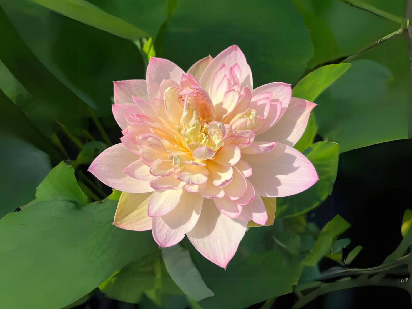 buy lotus flower seeds 5+ Rare Seeds| Delicate & Pretty Lotus Seeds