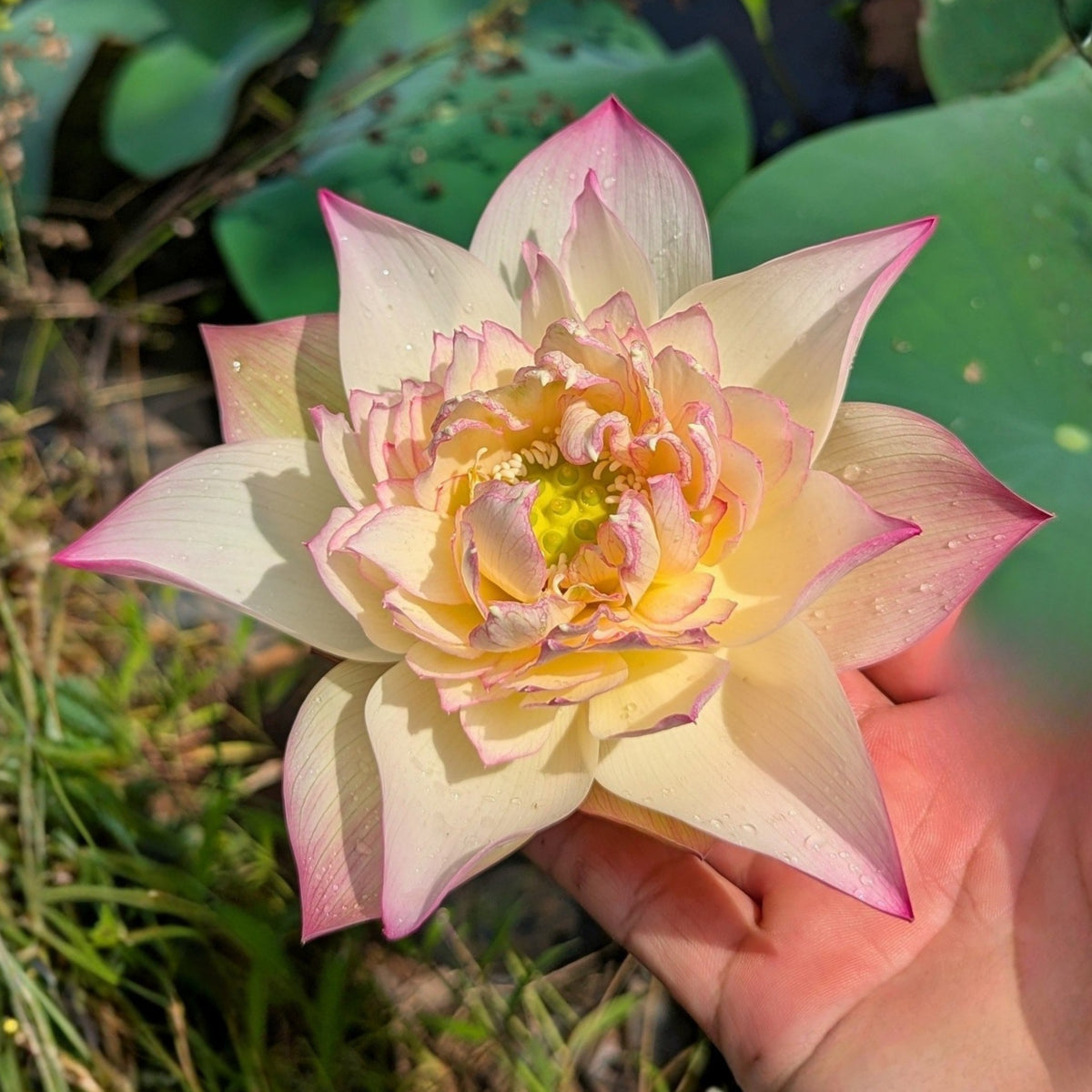 5+ Rare Seeds - Delicate & Pretty Lotus Seeds, Edible Seeds & Roots