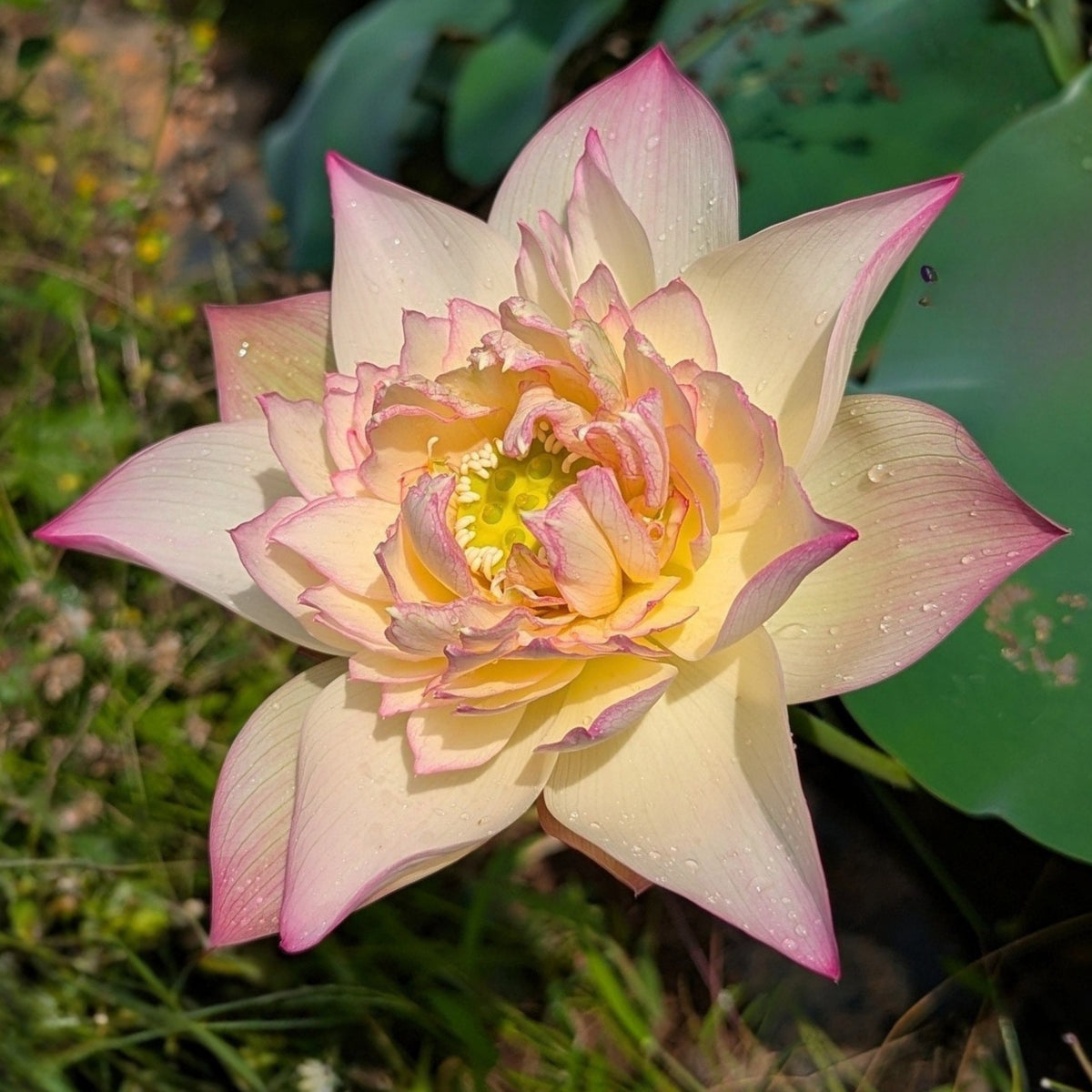 5+ Rare Seeds - Delicate & Pretty Lotus Seeds, Edible Seeds & Roots