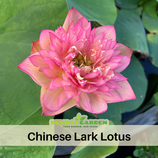 5+ Rare Seeds - Chinese Lark Lotus Seeds, Edible Seeds & Roots