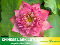 5+ Rare Seeds| Chinese Lark Lotus Seeds - Indian Lotus (Nelumbo nucifera) Seeds– Indian Lotus (Nelumbo nucifera), Sacred Aquatic Perennial with Fragrant Flowers, Edible Seeds & Roots, Ornamental Pond & Container Plant #Q014