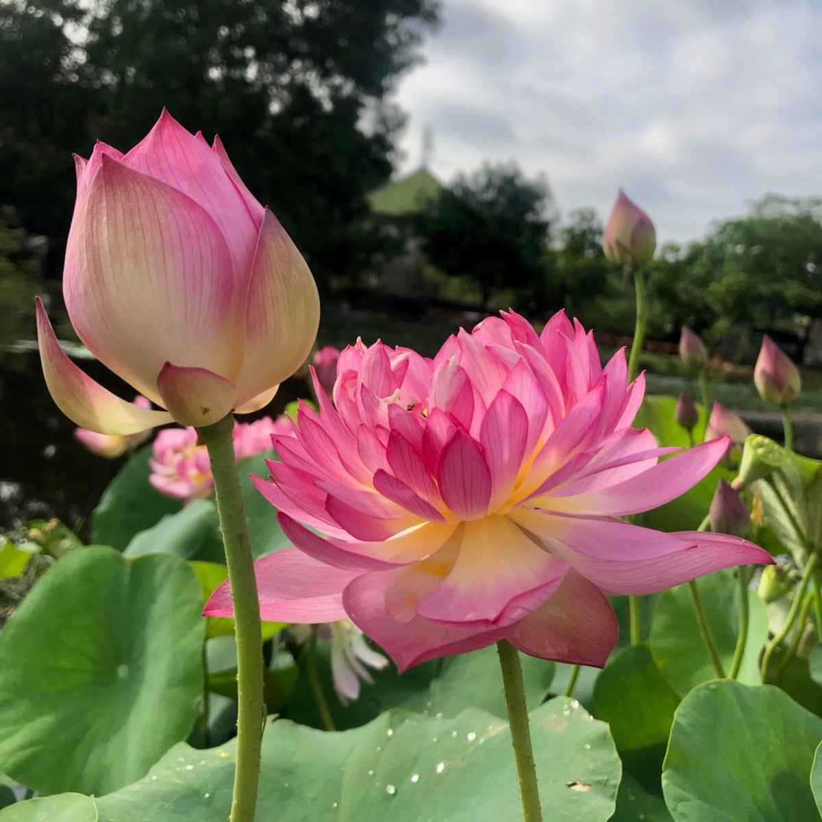 5+ Rare Seeds - Chinese Lark Lotus Seeds, Edible Seeds & Roots