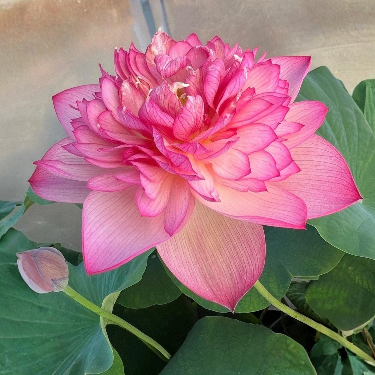 5+ Rare Seeds - Chinese Lark Lotus Seeds, Edible Seeds & Roots