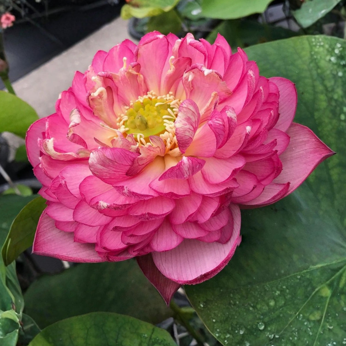 5+ Rare Seeds - Chinese Lark Lotus Seeds, Edible Seeds & Roots