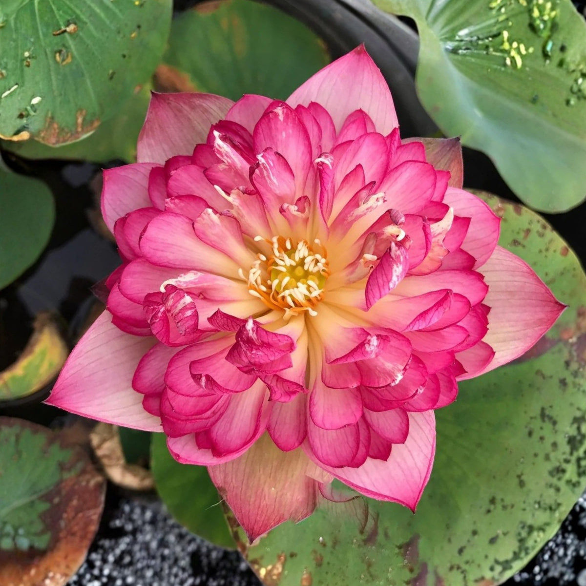 5+ Rare Seeds - Chinese Lark Lotus Seeds, Edible Seeds & Roots