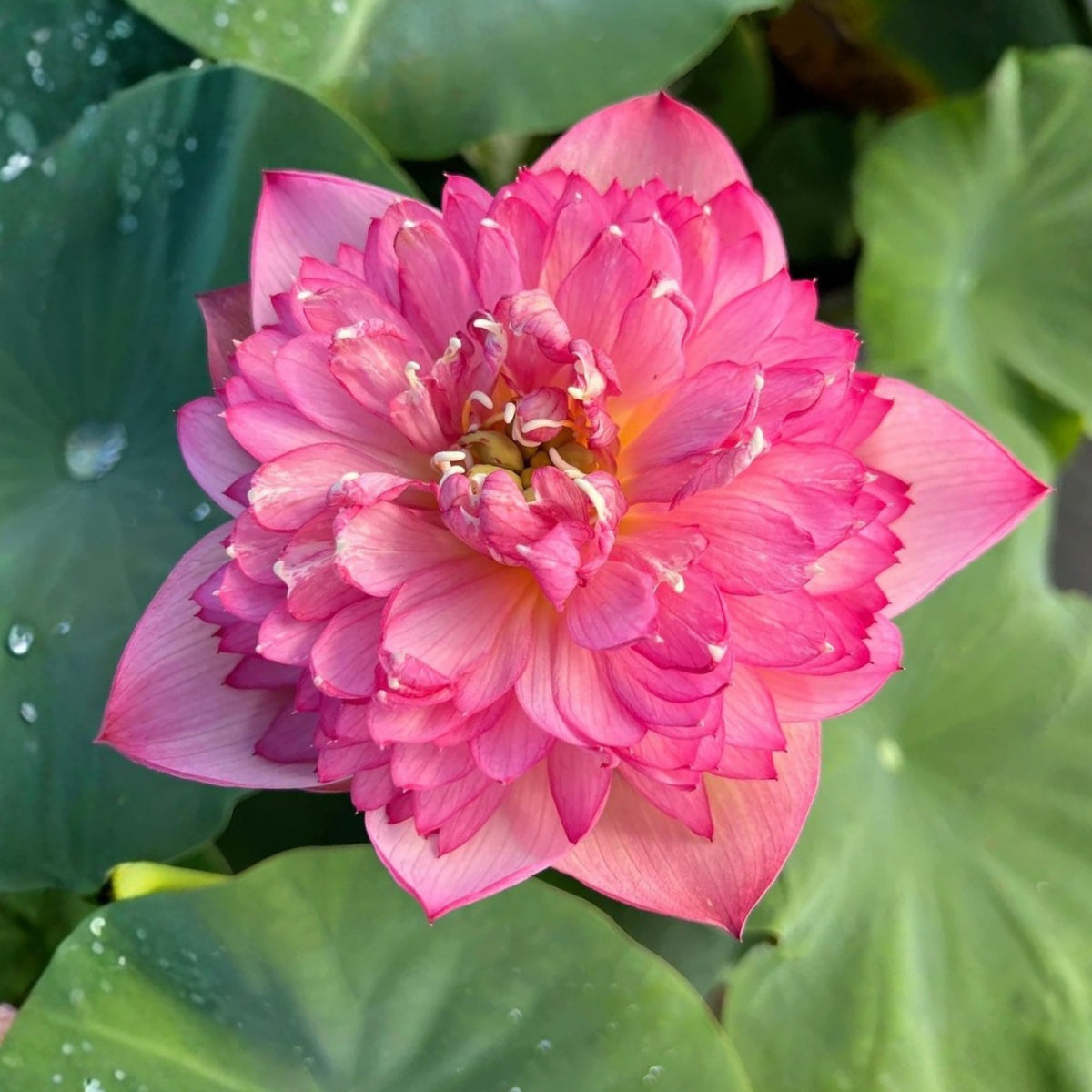 5+ Rare Seeds - Chinese Lark Lotus Seeds, Edible Seeds & Roots