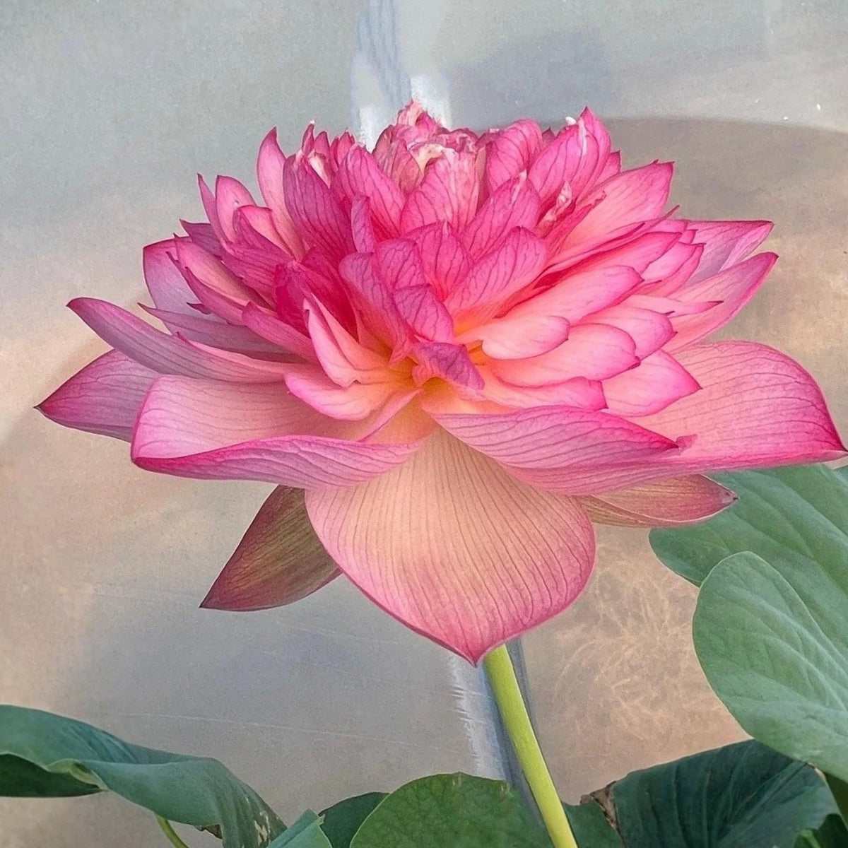 5+ Rare Seeds - Chinese Lark Lotus Seeds, Edible Seeds & Roots