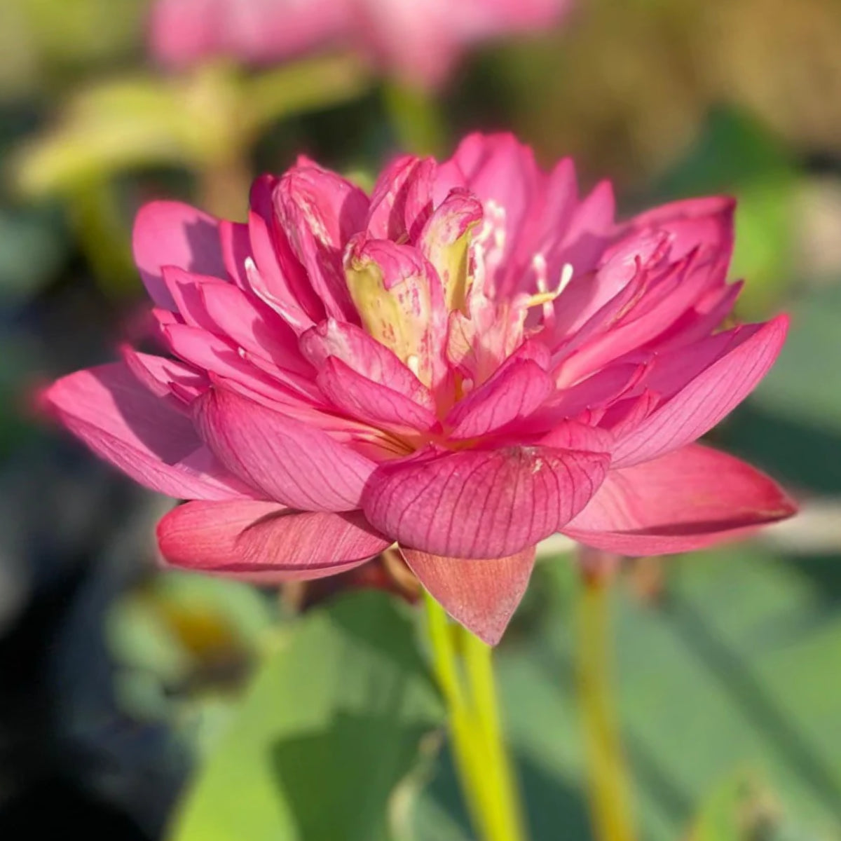 5+ Rare Seeds - Chinese Lark Lotus Seeds, Edible Seeds & Roots