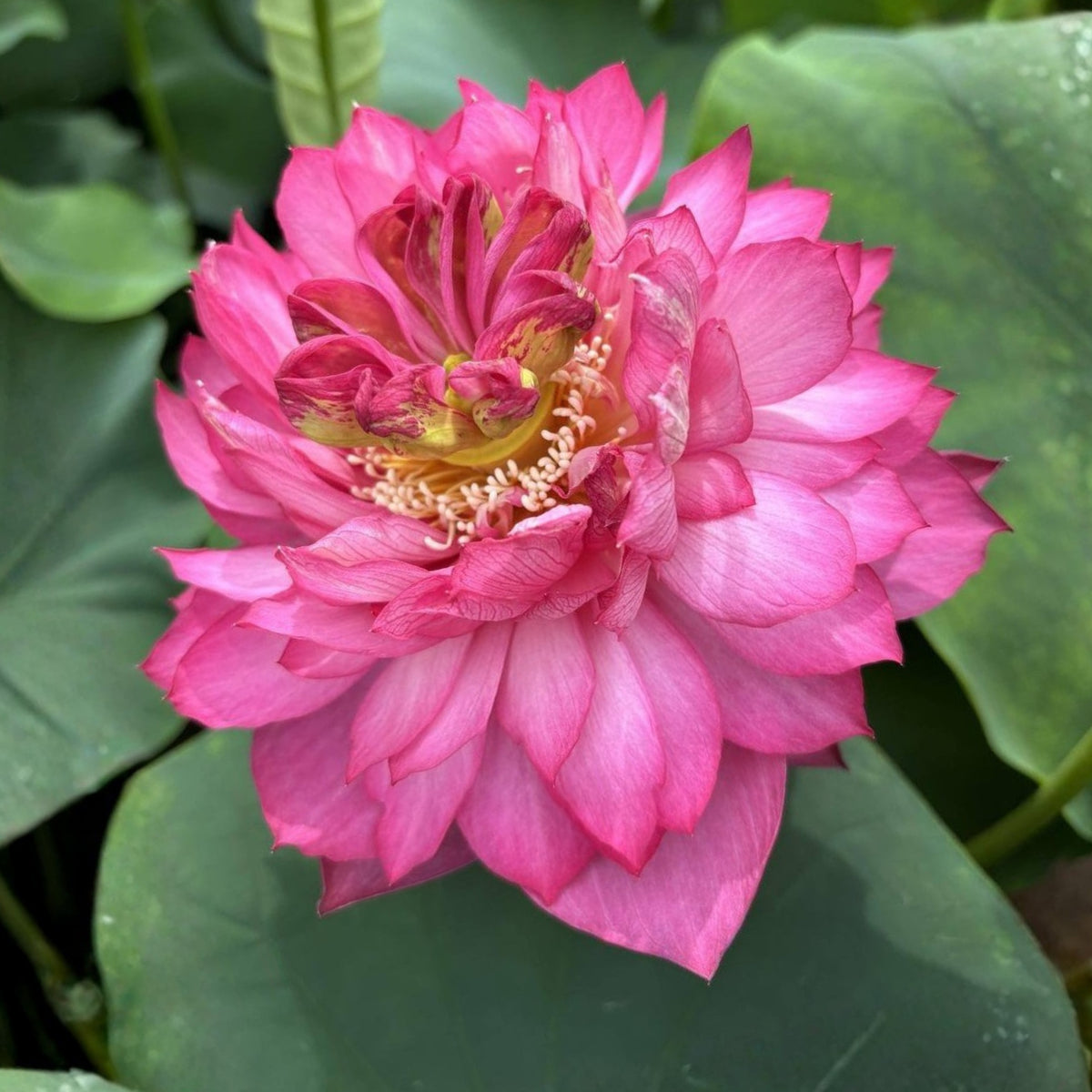5+ Rare Seeds - Chinese Lark Lotus Seeds, Edible Seeds & Roots