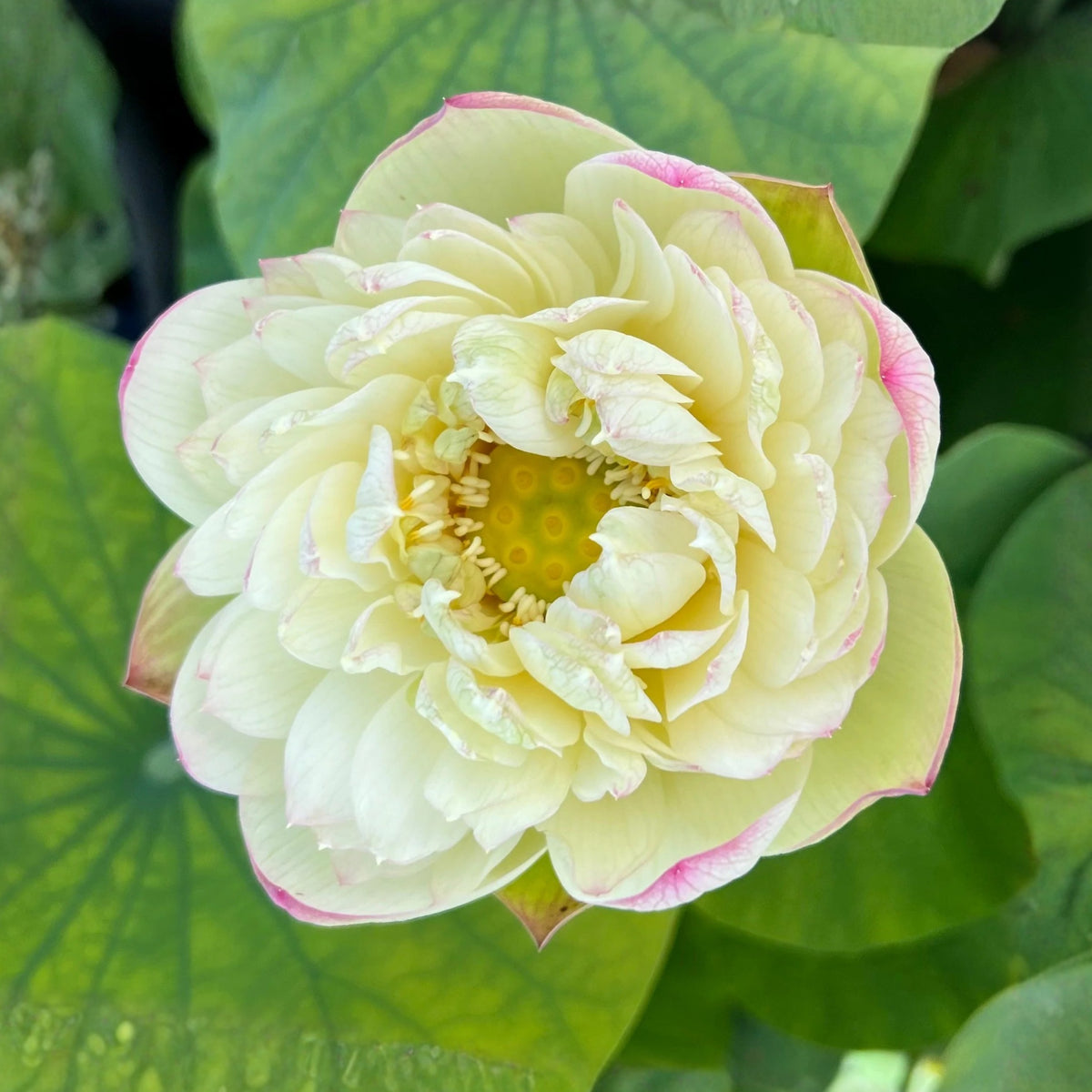 5+ Rare Seeds - Clouds in Moling Lotus Seeds, Edible Seeds & Roots