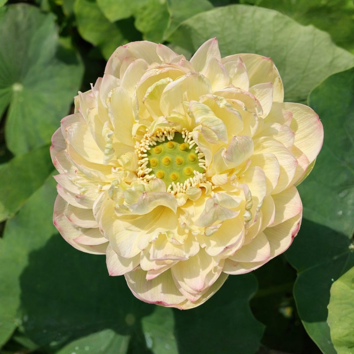 5+ Rare Seeds - Clouds in Moling Lotus Seeds, Edible Seeds & Roots