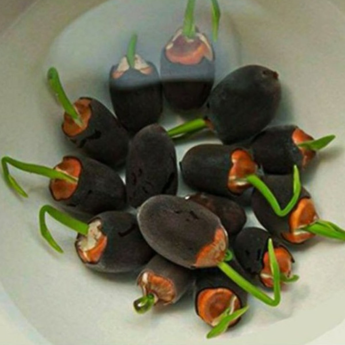 5+ Rare Seeds - Clouds in Moling Lotus Seeds, Edible Seeds & Roots