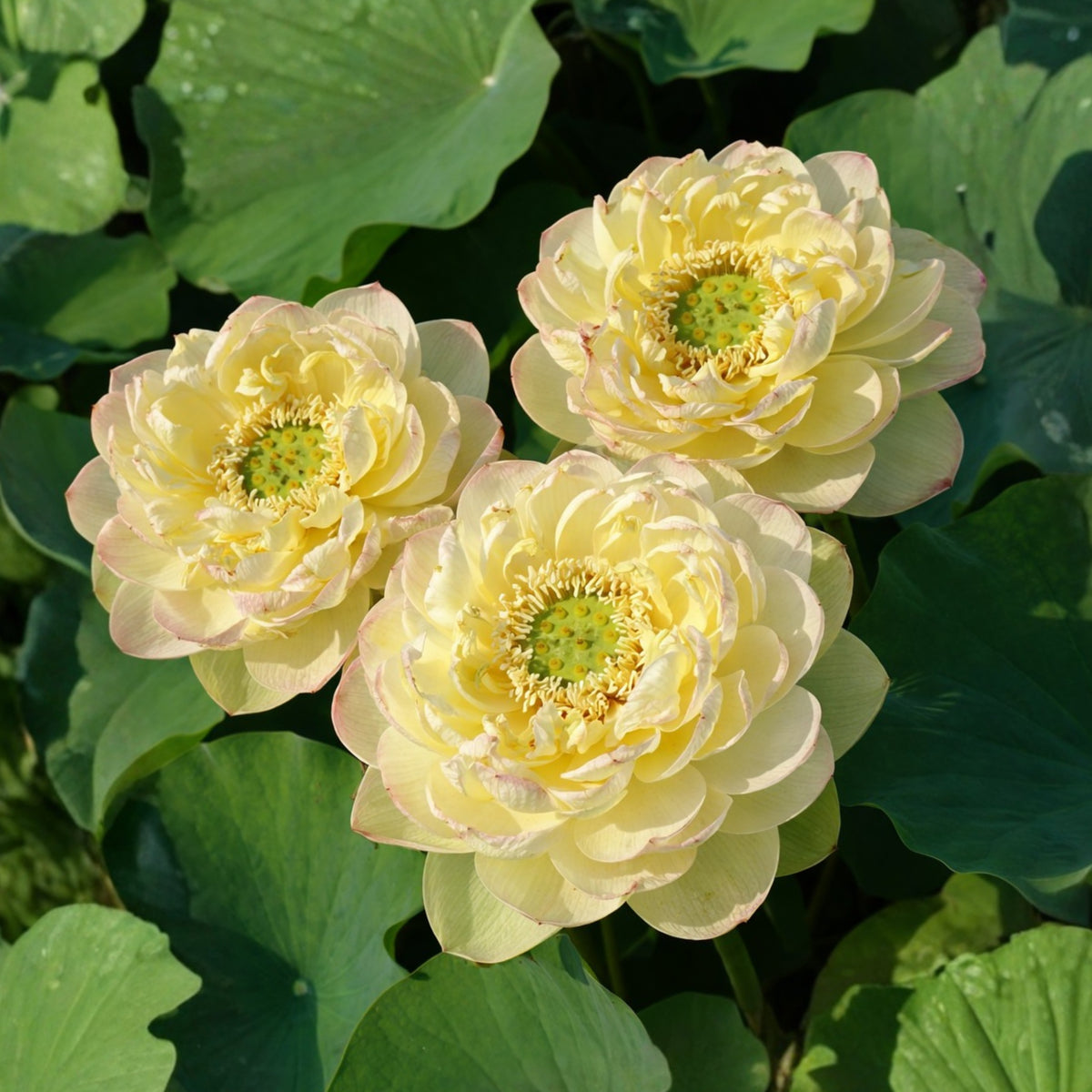 5+ Rare Seeds - Clouds in Moling Lotus Seeds, Edible Seeds & Roots