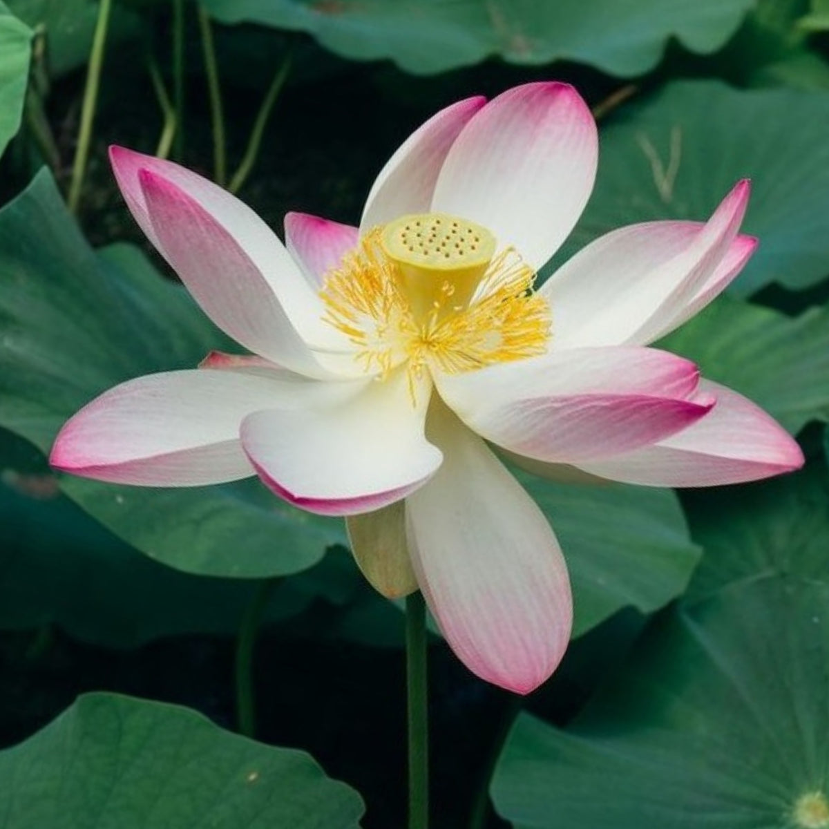 5+ Rare Seeds - Blushing Fairy Lotus Seeds, Edible Seeds & Roots