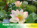 5+ Rare Seeds| Blushing Fairy Lotus Seeds - Indian Lotus (Nelumbo nucifera) Seeds– Indian Lotus (Nelumbo nucifera), Sacred Aquatic Perennial with Fragrant Flowers, Edible Seeds & Roots, Ornamental Pond & Container Plant #Q015