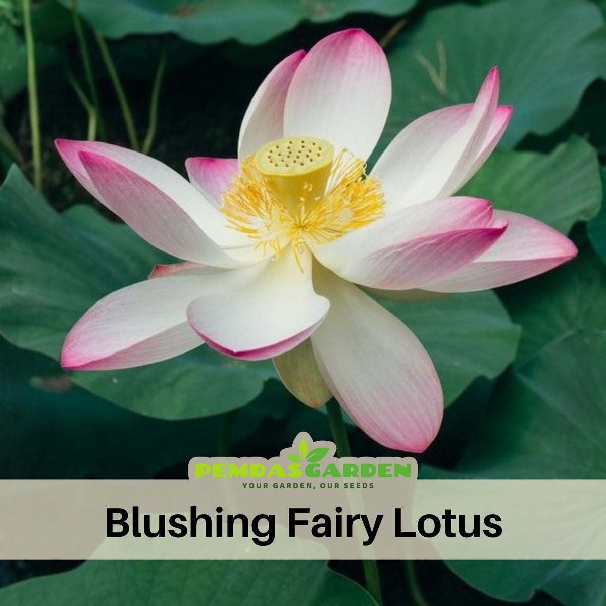 5+ Rare Seeds - Blushing Fairy Lotus Seeds, Edible Seeds & Roots