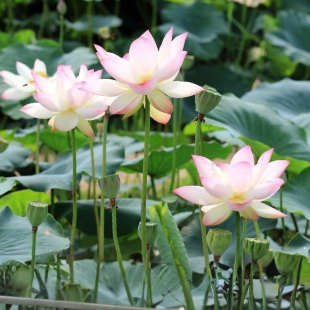 5+ Rare Seeds - Blushing Fairy Lotus Seeds, Edible Seeds & Roots