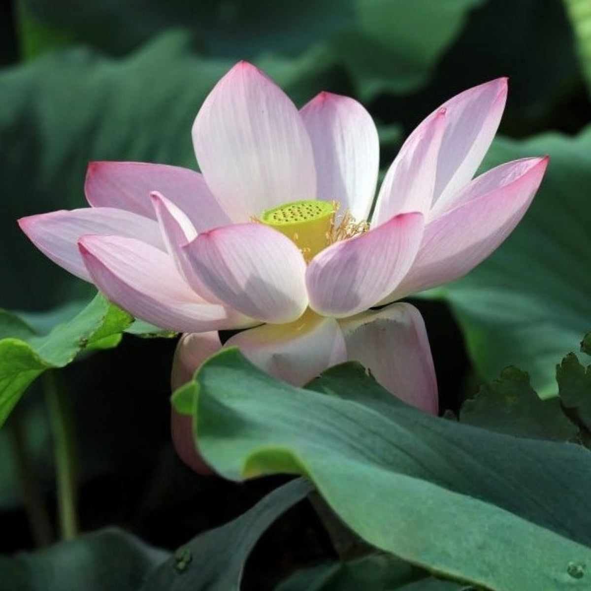5+ Rare Seeds - Blushing Fairy Lotus Seeds, Edible Seeds & Roots