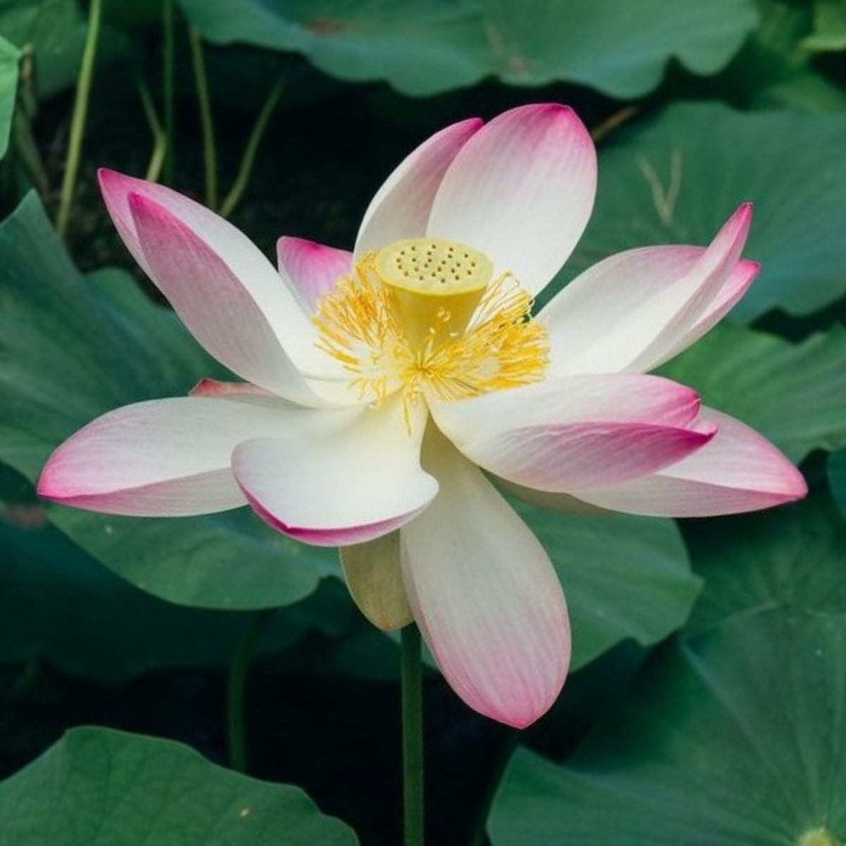 5+ Rare Seeds - Blushing Fairy Lotus Seeds, Edible Seeds & Roots