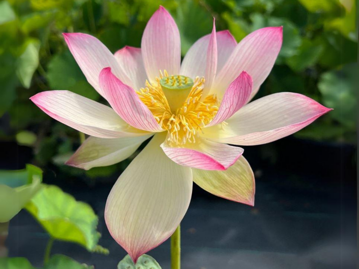 5+ Rare Seeds| Blushing Fairy Lotus Seeds - Indian Lotus (Nelumbo nucifera) Seeds #Q015