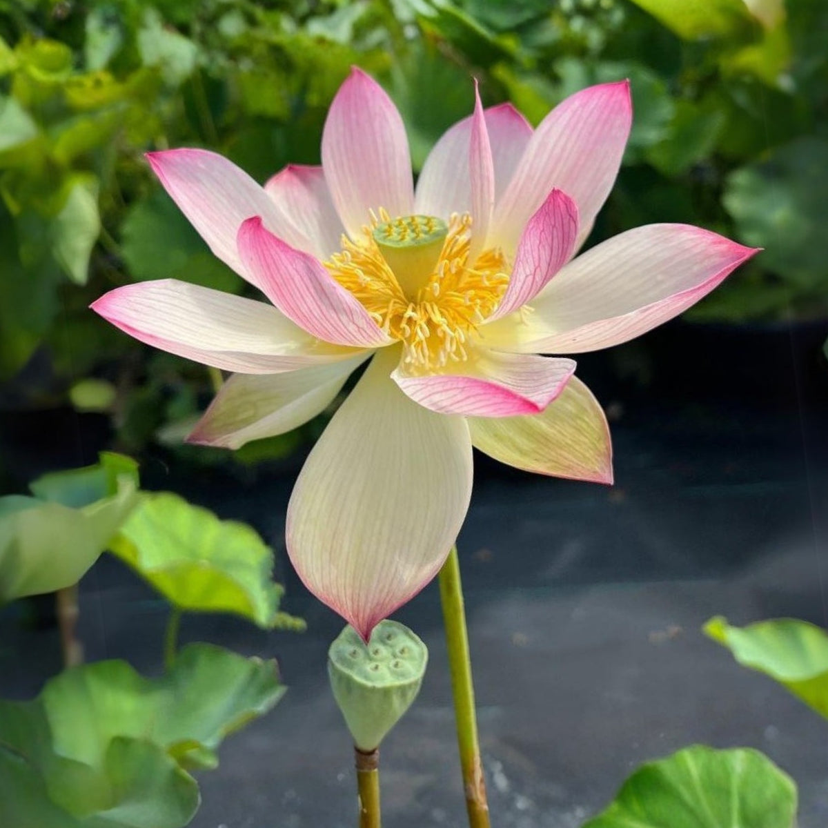 5+ Rare Seeds - Blushing Fairy Lotus Seeds, Edible Seeds & Roots