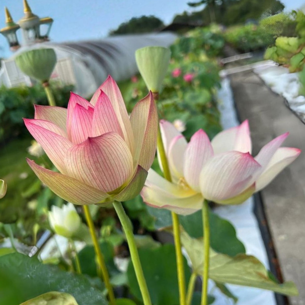 5+ Rare Seeds - Blushing Fairy Lotus Seeds, Edible Seeds & Roots