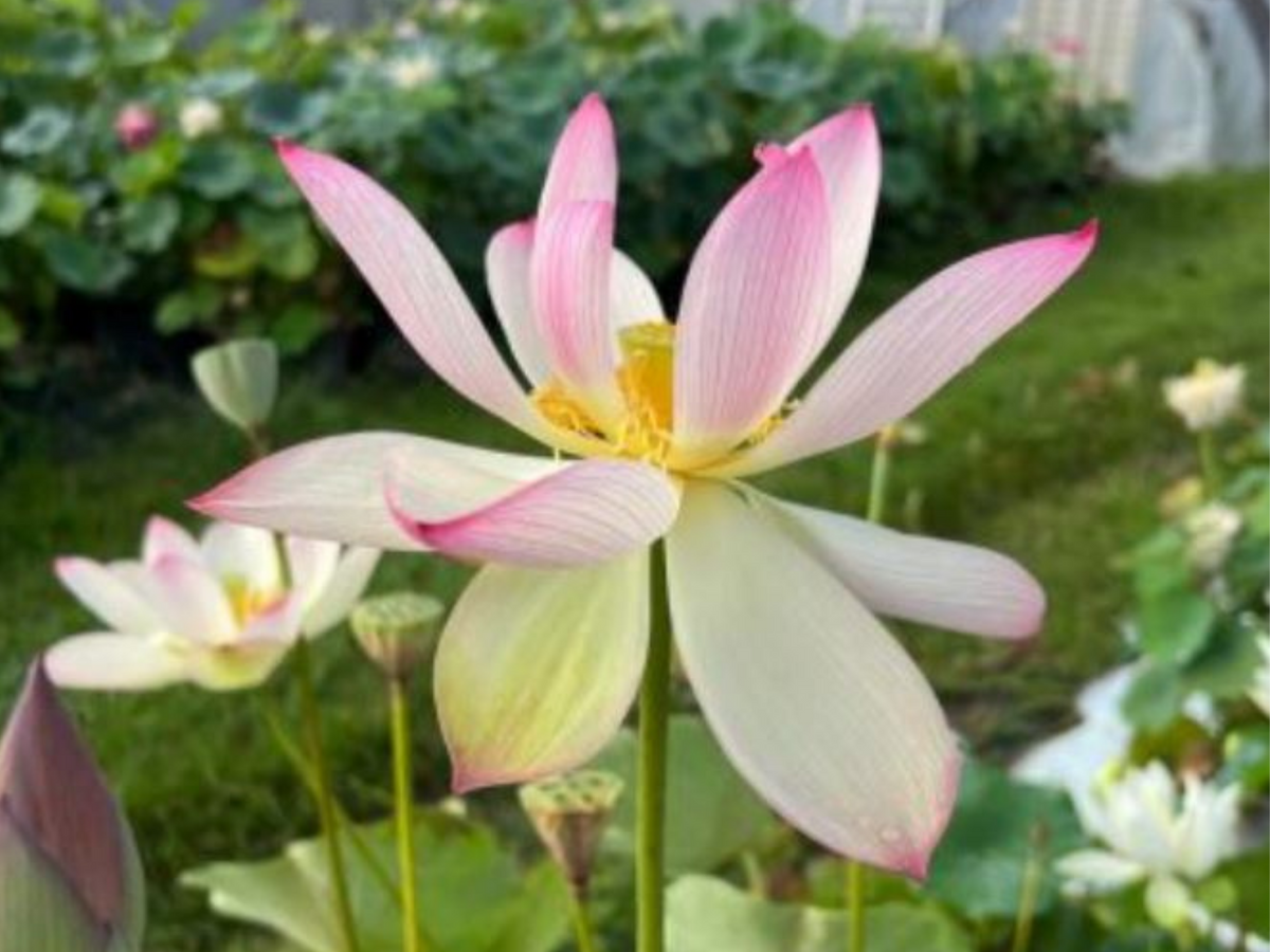 5+ Rare Seeds| Blushing Fairy Lotus Seeds - Indian Lotus (Nelumbo nucifera) Seeds #Q015