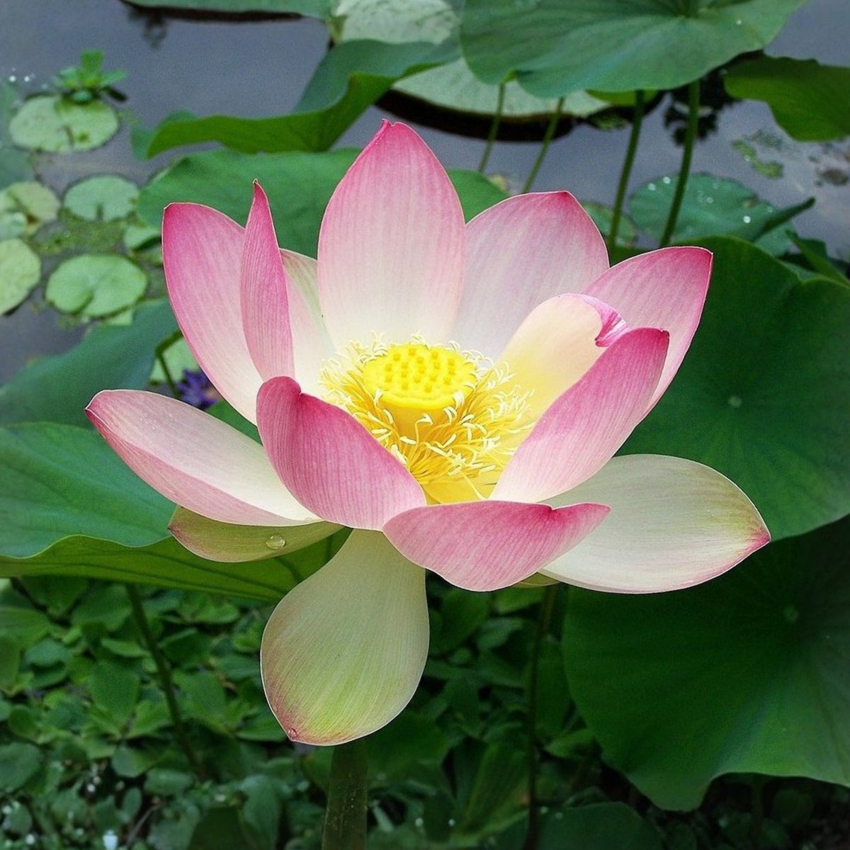 5+ Rare Seeds - Blushing Fairy Lotus Seeds, Edible Seeds & Roots
