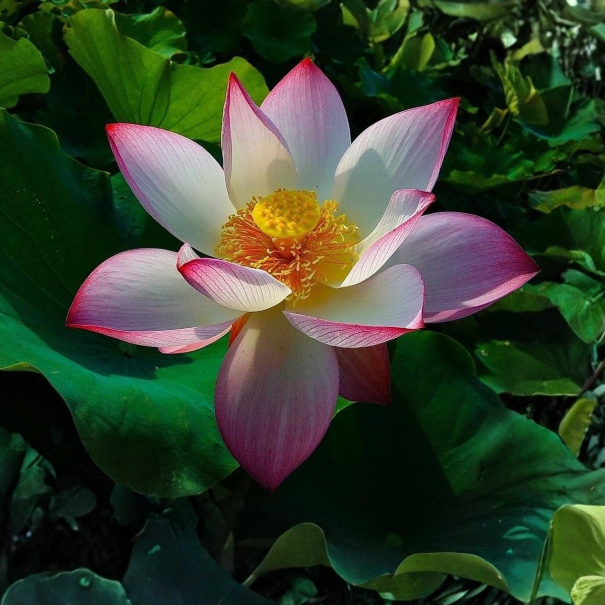 5+ Rare Seeds - Blushing Fairy Lotus Seeds, Edible Seeds & Roots