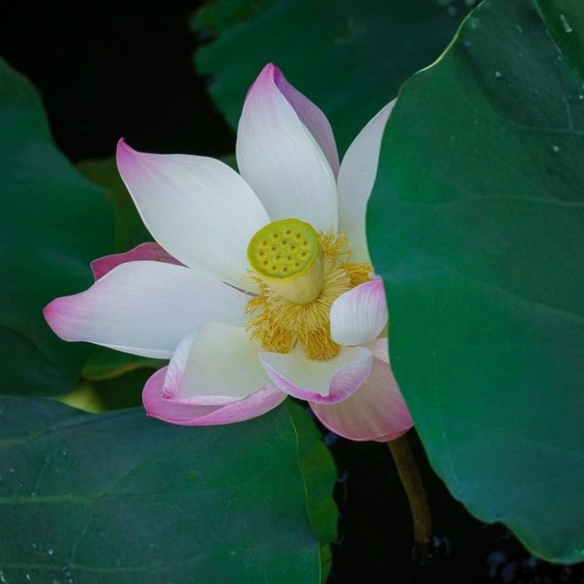 5+ Rare Seeds - Blushing Fairy Lotus Seeds, Edible Seeds & Roots