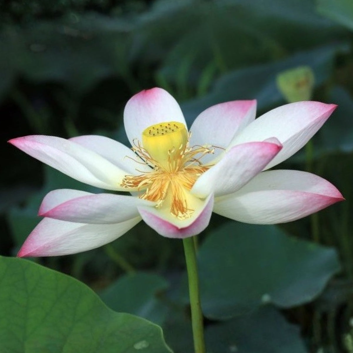 5+ Rare Seeds - Blushing Fairy Lotus Seeds, Edible Seeds & Roots