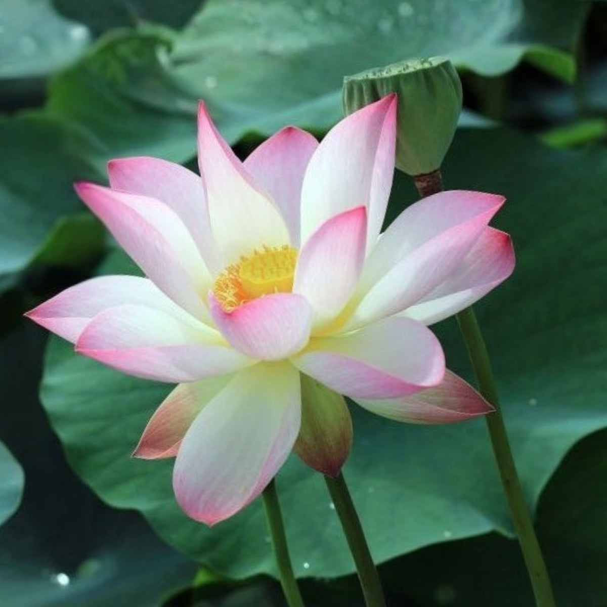 5+ Rare Seeds - Blushing Fairy Lotus Seeds, Edible Seeds & Roots