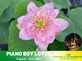 5+ Rare Seeds| Piano Boy Lotus Seeds - Indian Lotus (Nelumbo nucifera) Seeds- Aquatic Perennial Water Plant with Fragrant Flowers, Edible Seeds & Roots, Egyptian Lotus, Bean of India, Ornamental Pond & Container Plant #Q016