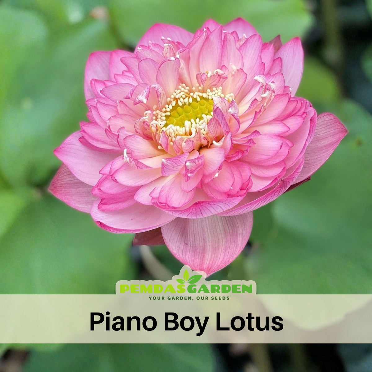 5+ Rare Seeds - Piano Boy Lotus Seeds, Edible Seeds & Roots
