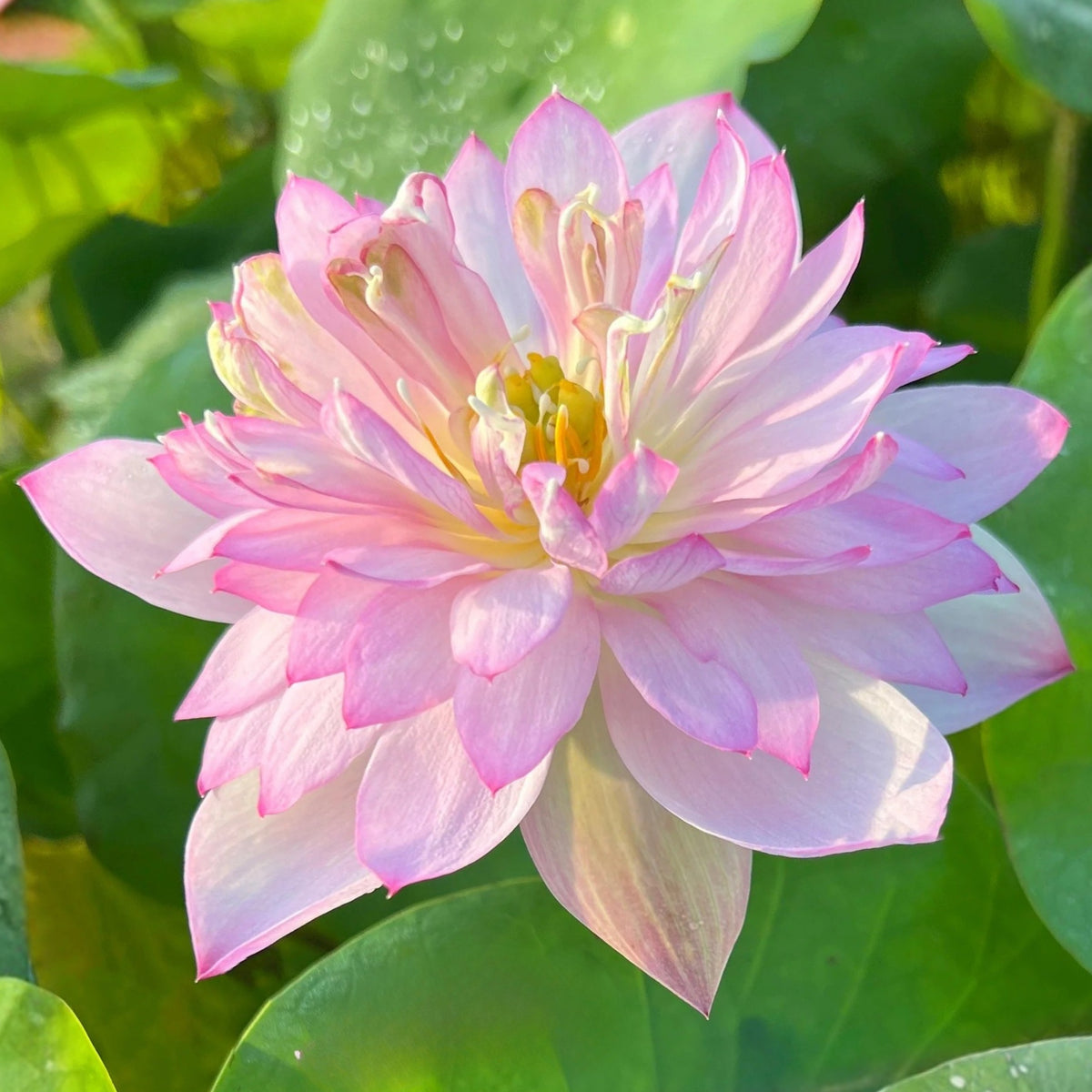 5+ Rare Seeds - Piano Boy Lotus Seeds, Edible Seeds & Roots