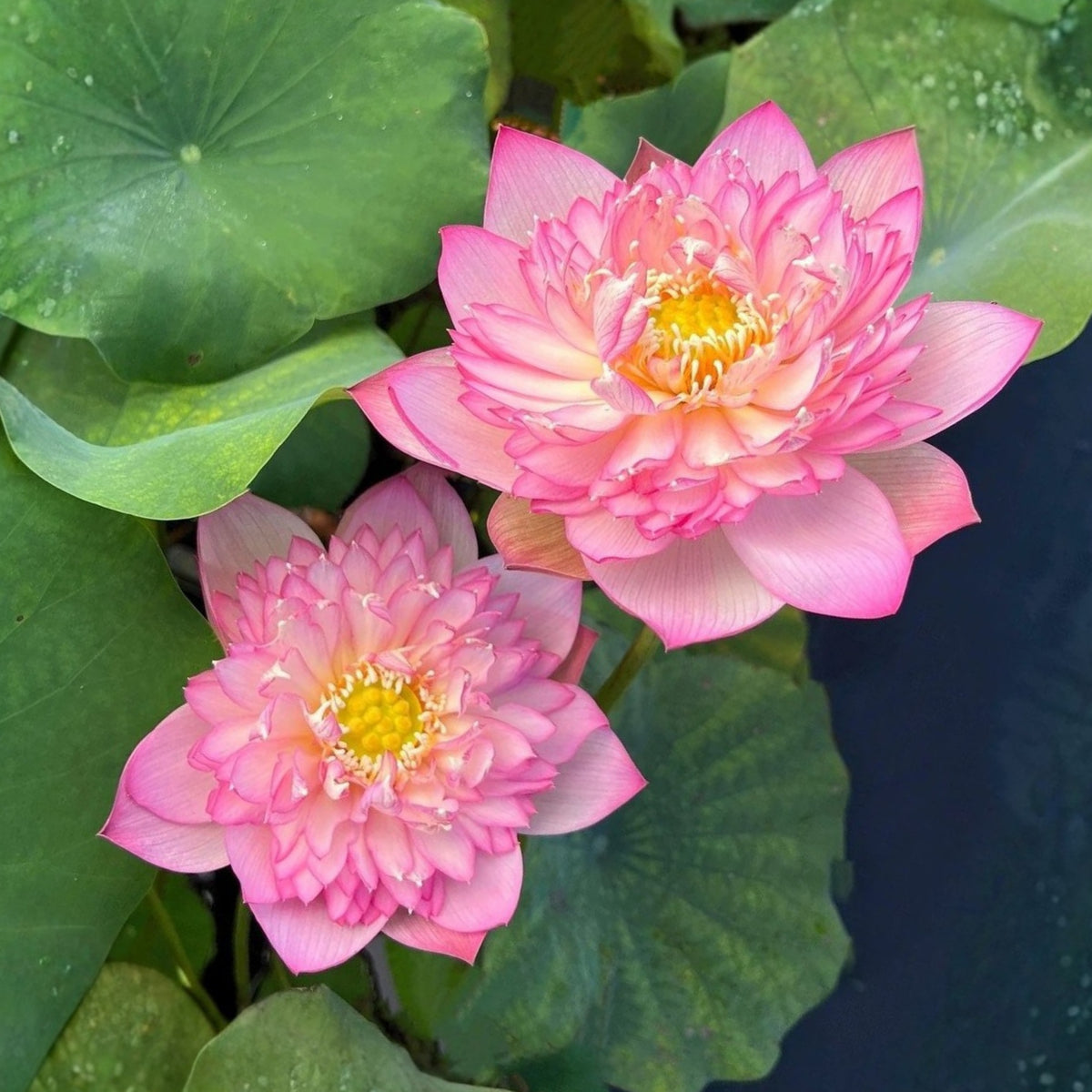 5+ Rare Seeds - Piano Boy Lotus Seeds, Edible Seeds & Roots
