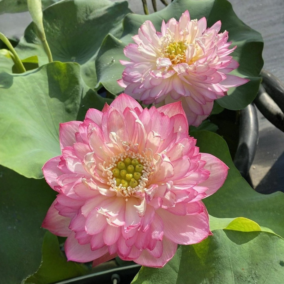 5+ Rare Seeds - Piano Boy Lotus Seeds, Edible Seeds & Roots