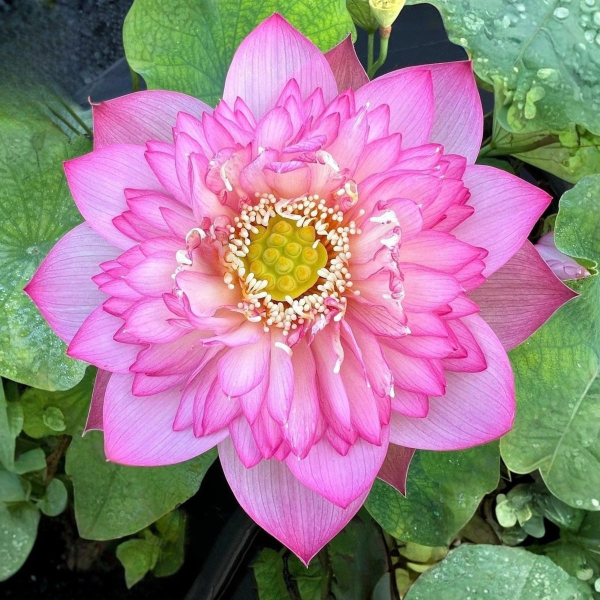 5+ Rare Seeds - Piano Boy Lotus Seeds, Edible Seeds & Roots