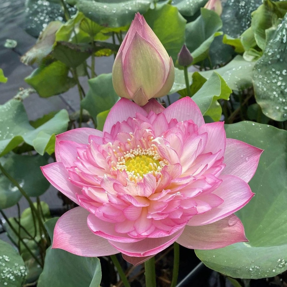 5+ Rare Seeds - Piano Boy Lotus Seeds, Edible Seeds & Roots