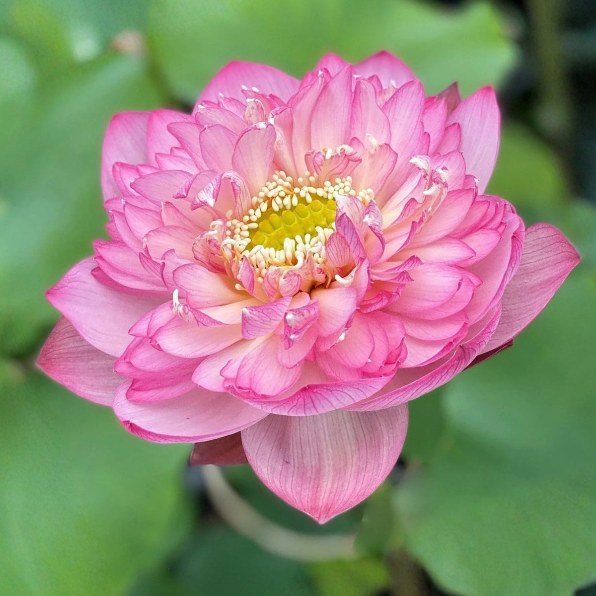 5+ Rare Seeds - Piano Boy Lotus Seeds, Edible Seeds & Roots