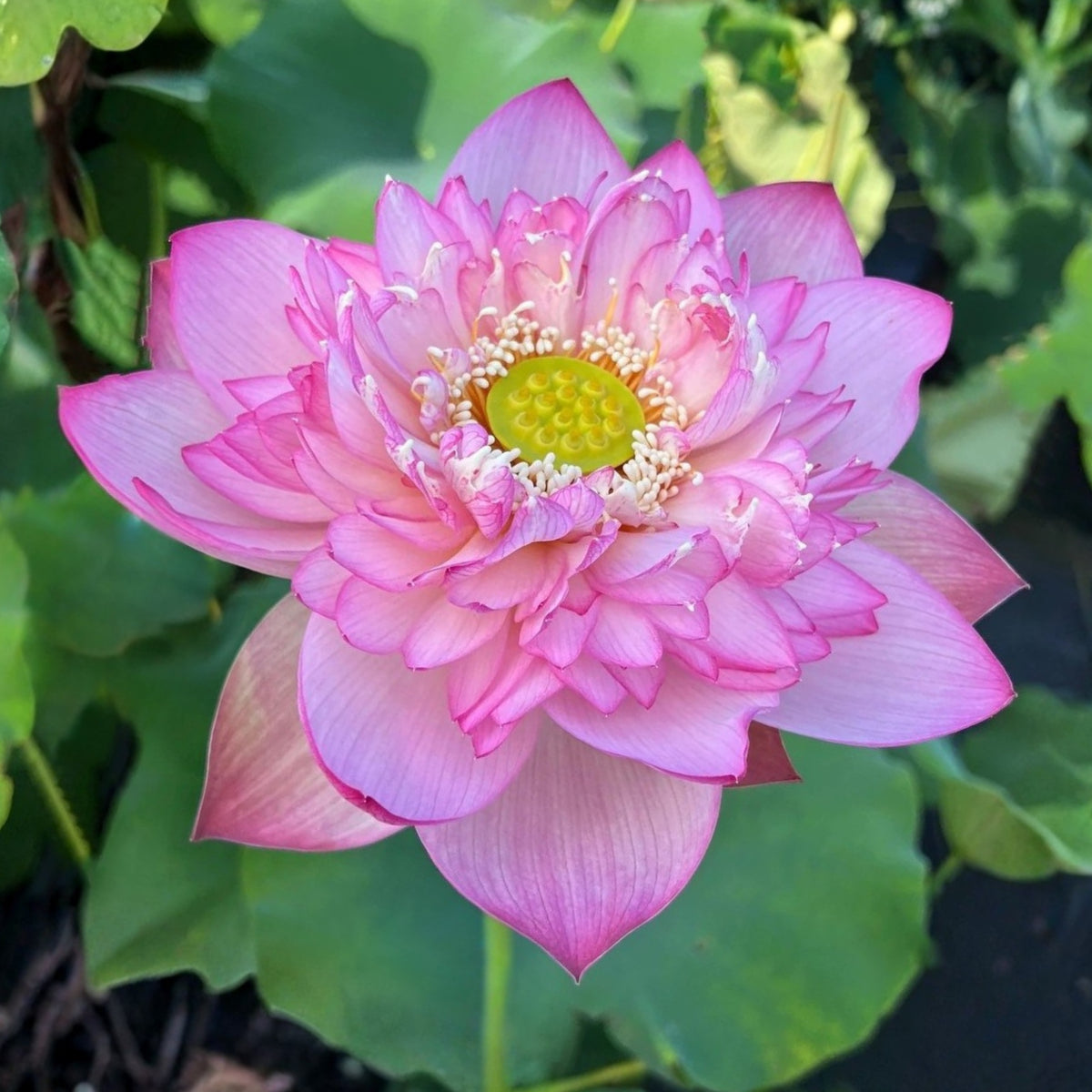 5+ Rare Seeds - Piano Boy Lotus Seeds, Edible Seeds & Roots